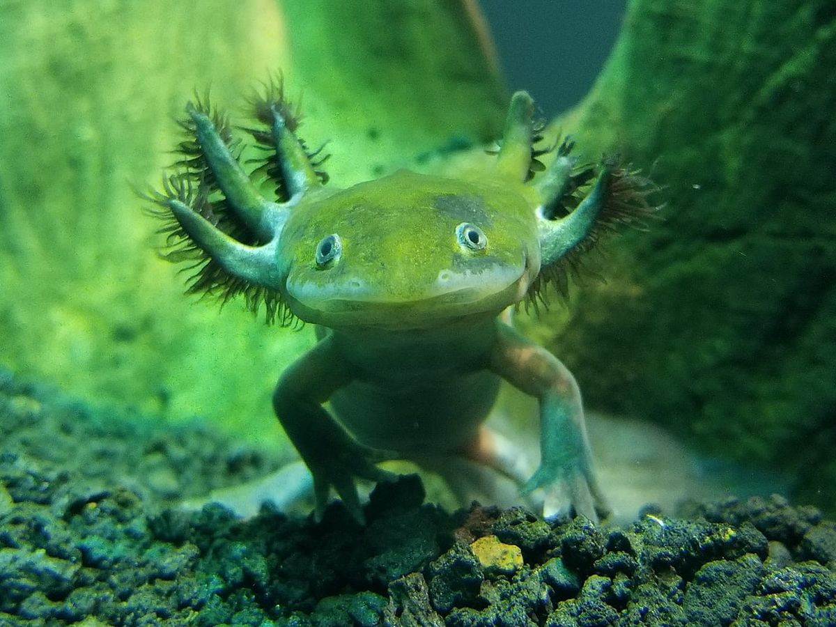 Green axolotl